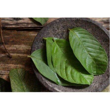 1kg lá ổi khô hàng loại 1