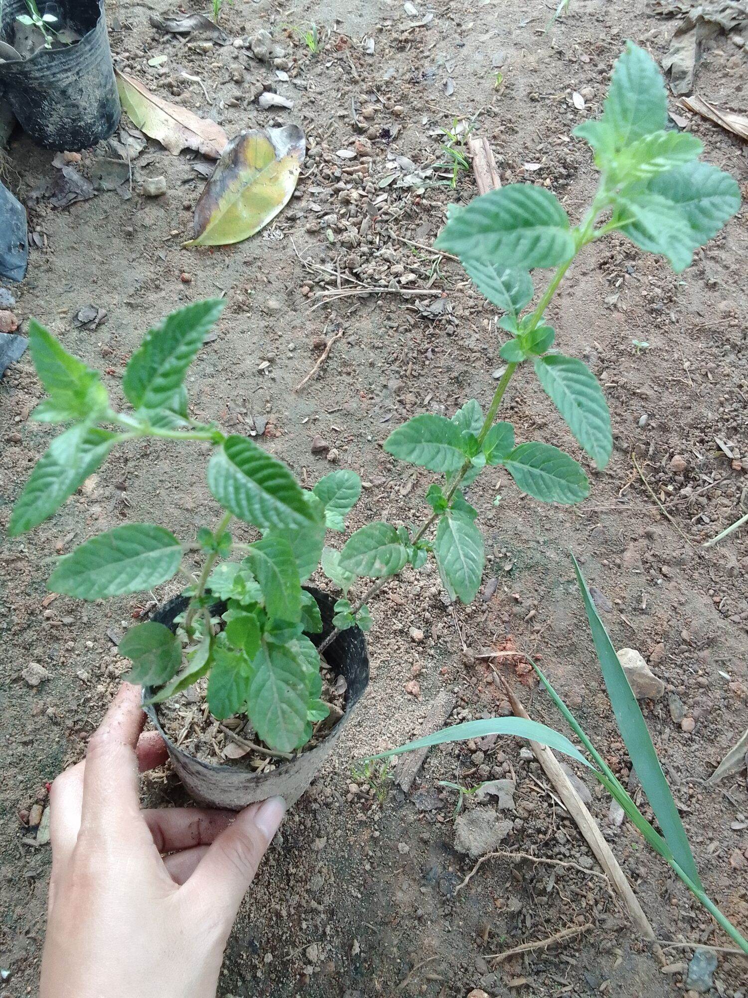 Bầu cây giống cây sương sáo/làm thạch đen