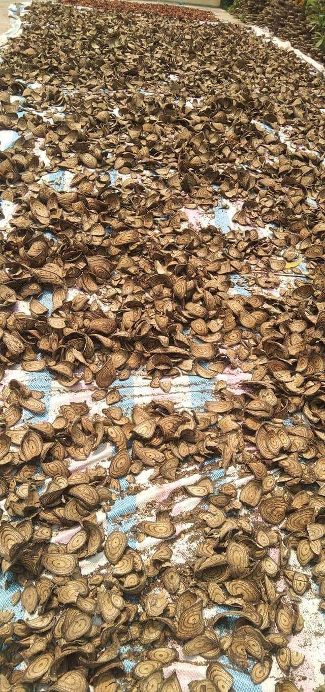 1 kg Cây Gắm Đen khô