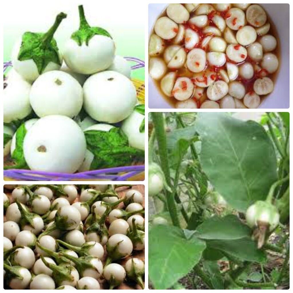 Hạt Giống Cà Pháo Trắng