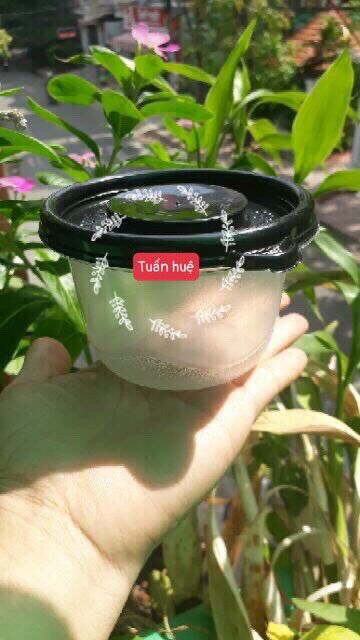 100 hộp bầu trong nắp đen 360ml