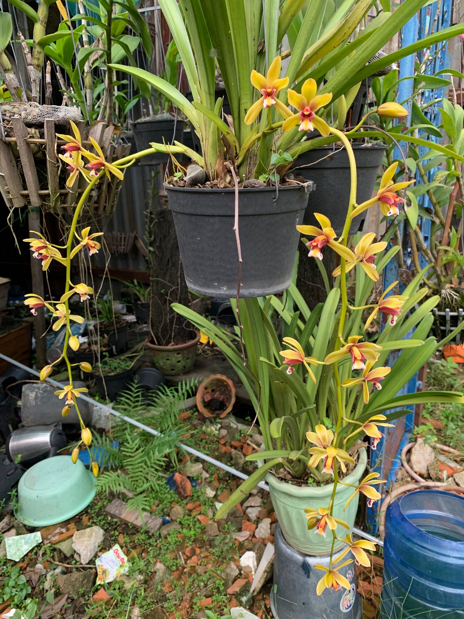 Thuốc trị nấm bệnh Aliette
