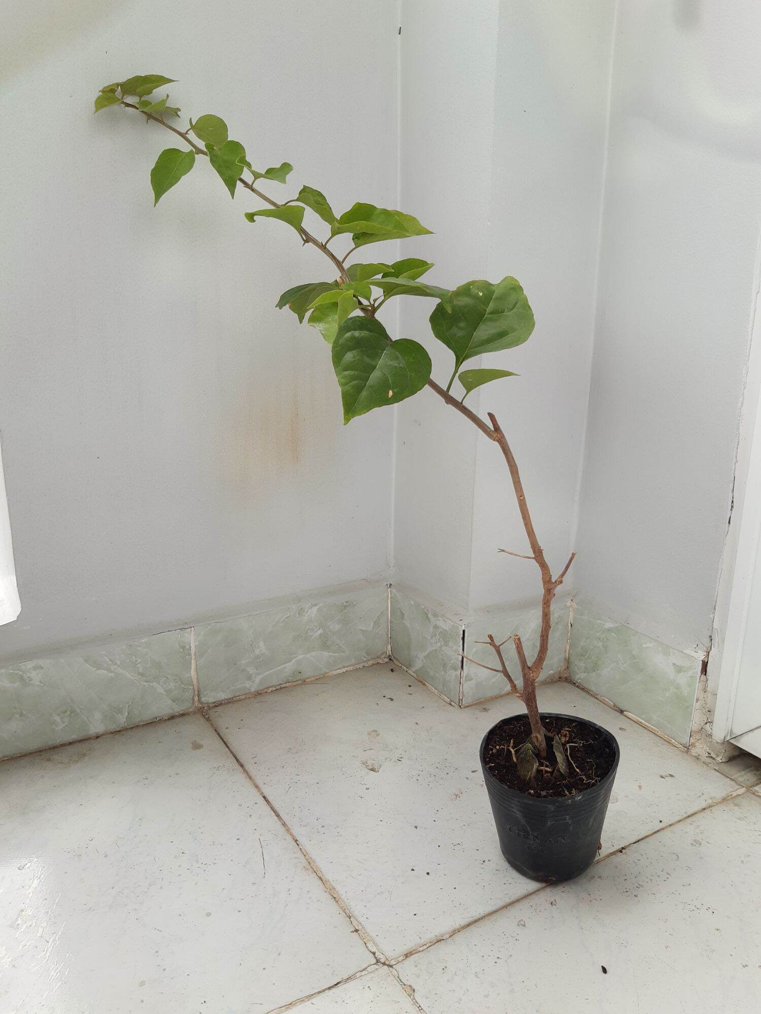 hoa giấy kép cam.cây giâm cành