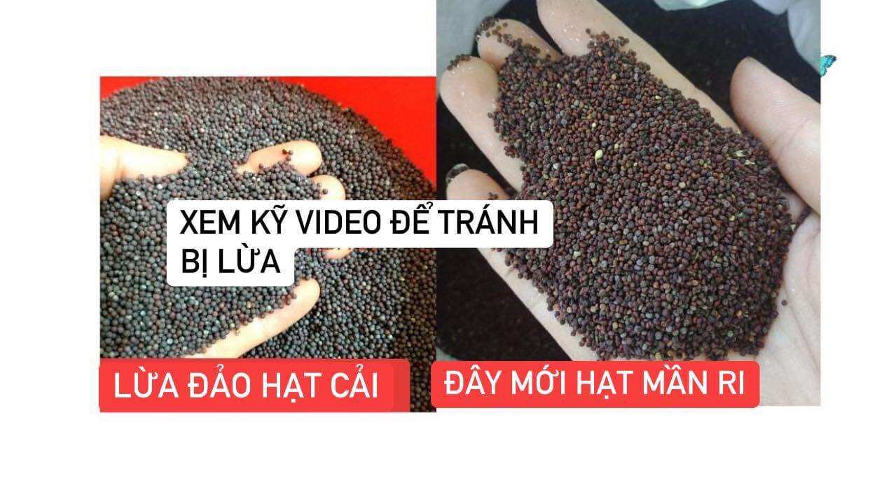 Hạt Mần Ri Kích Lửa Cu Gáy