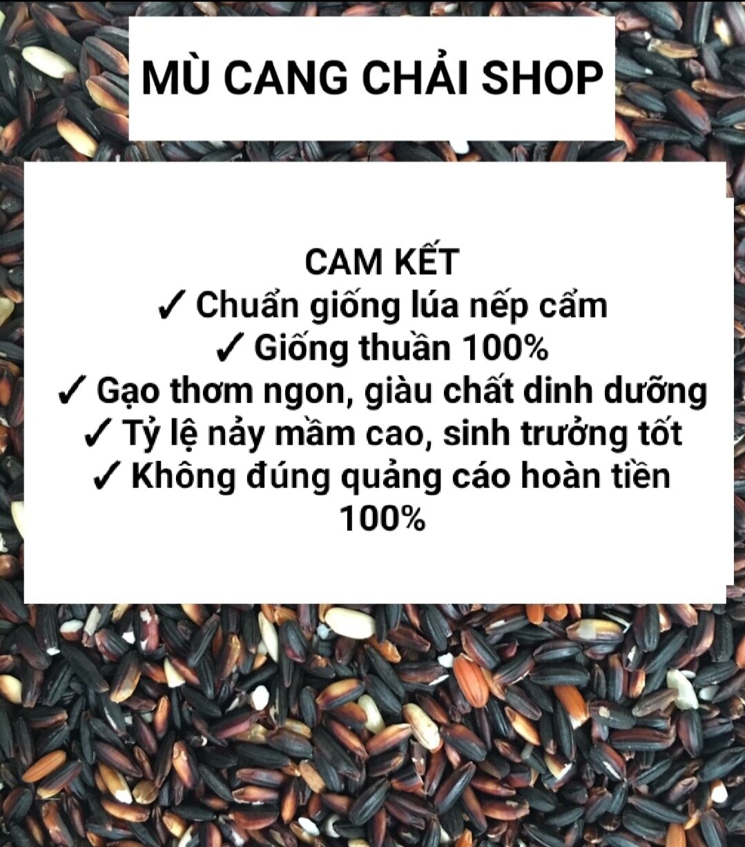 Hạt giống lúa nếp cẩm chuẩn nếp người Mông túi 500g