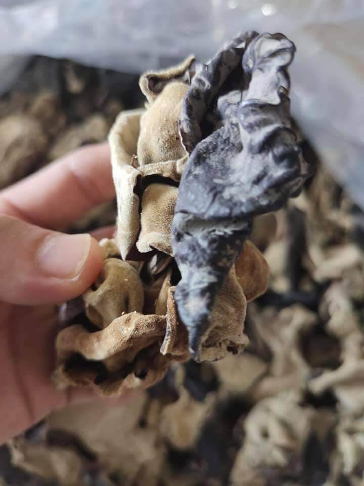 NẤM MỘC NHỈ 100gr