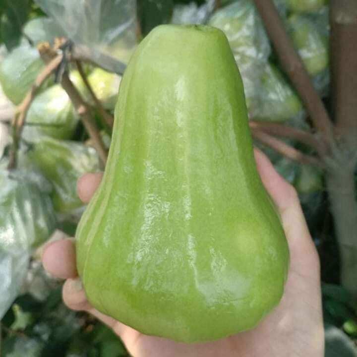 Cây mận tam hoa da xanh. trái to ngọt