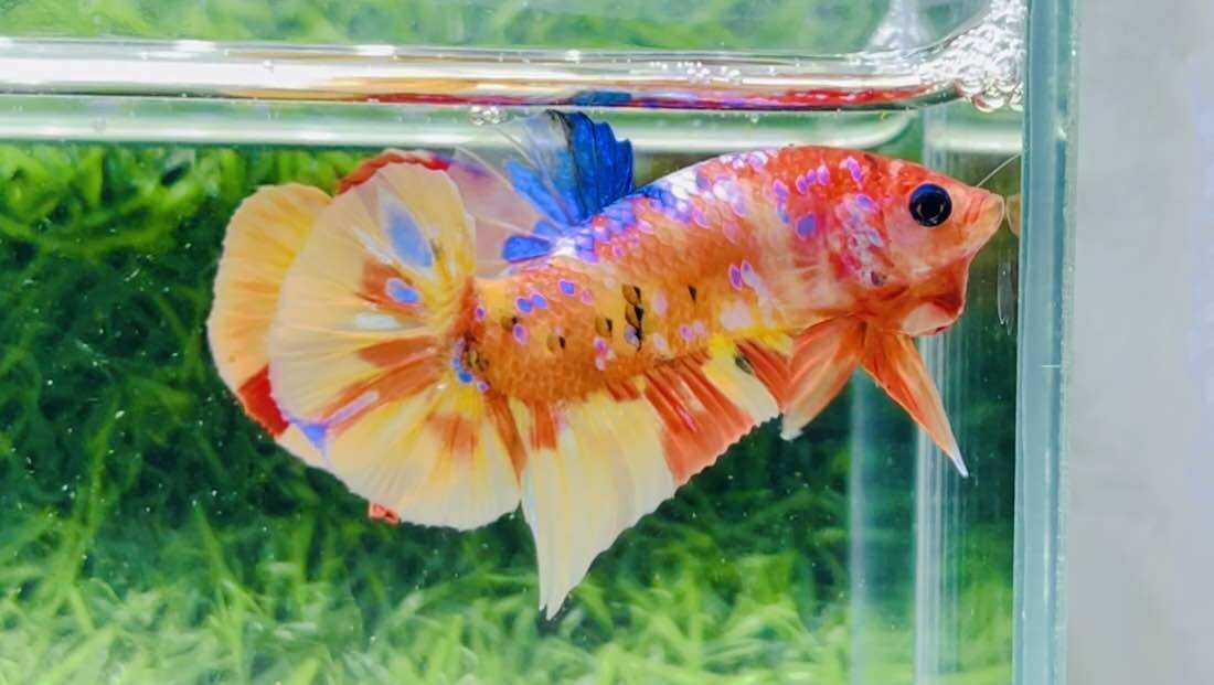 Betta Nemo Muticolor - Hàng cao cấp