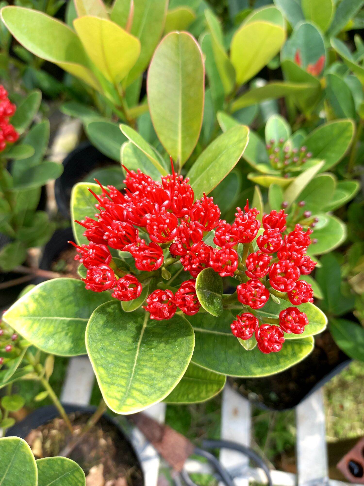 Cây mai thái đỏ đậm
