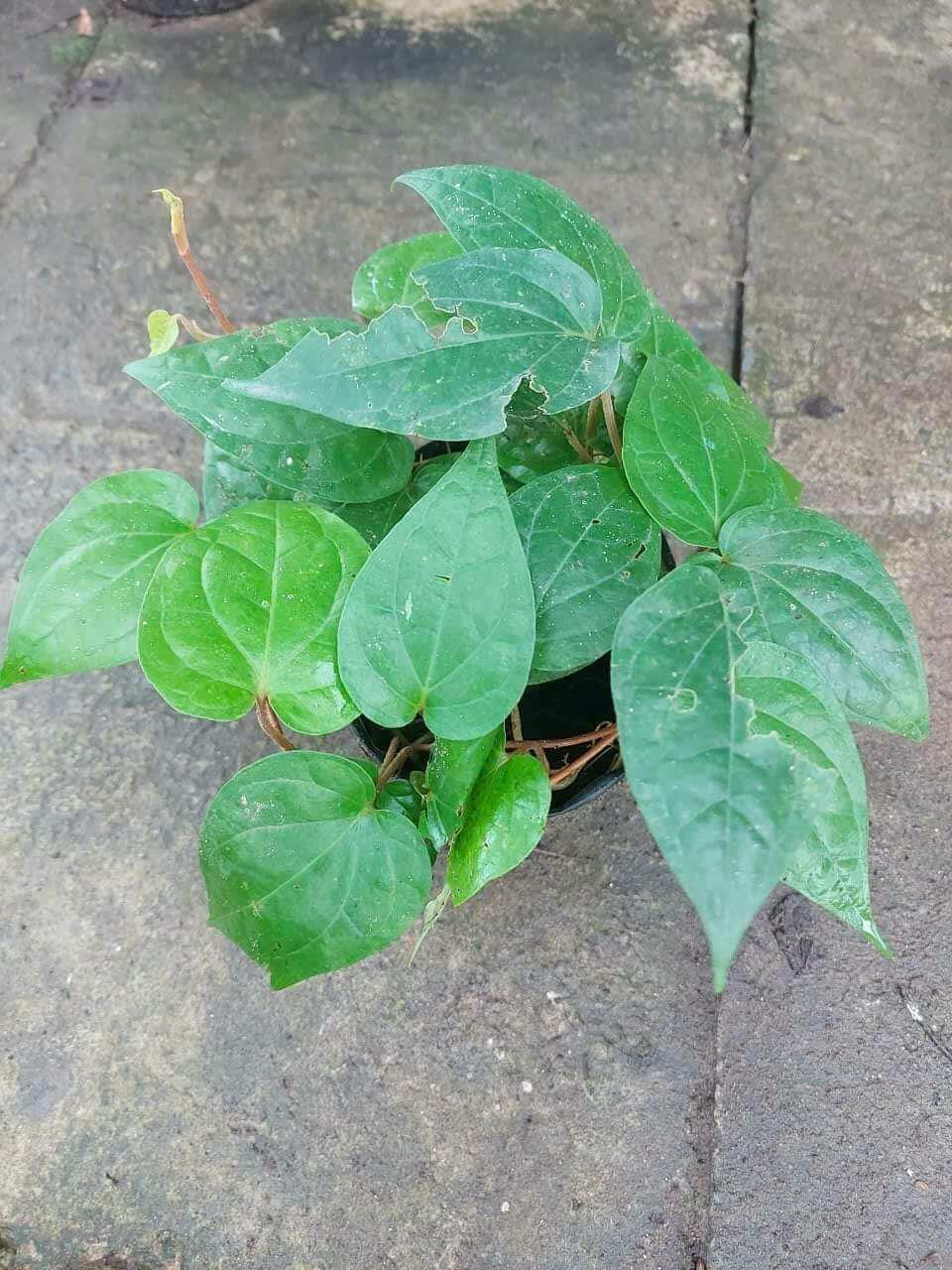 cây giống trầu không