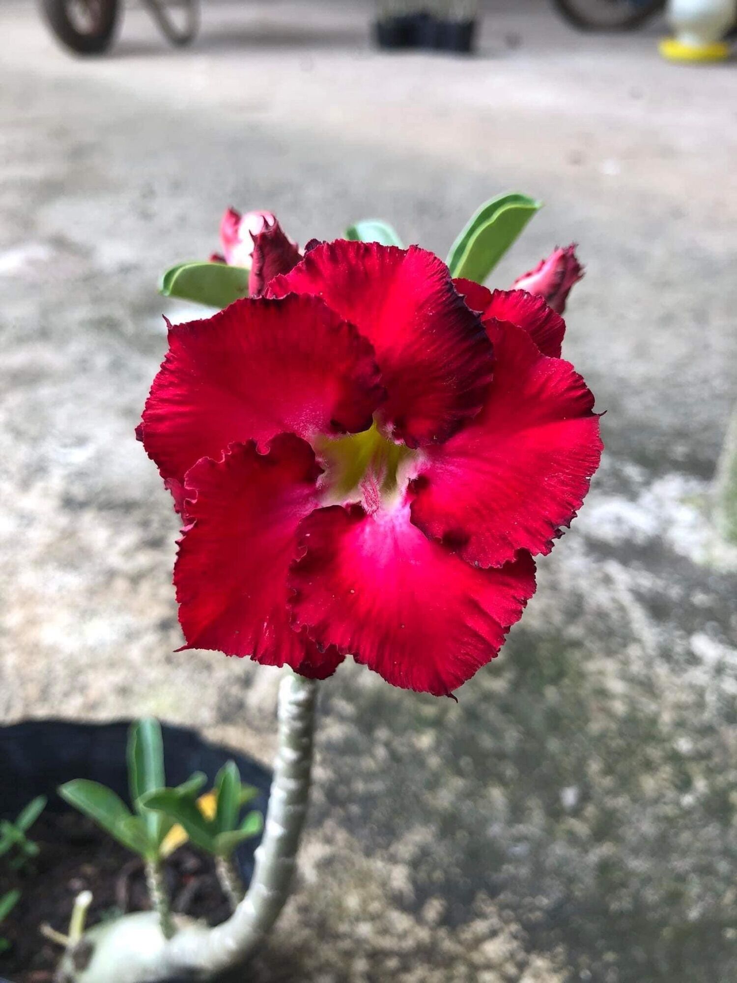 30 hạt sứ thái lan cánh kép.