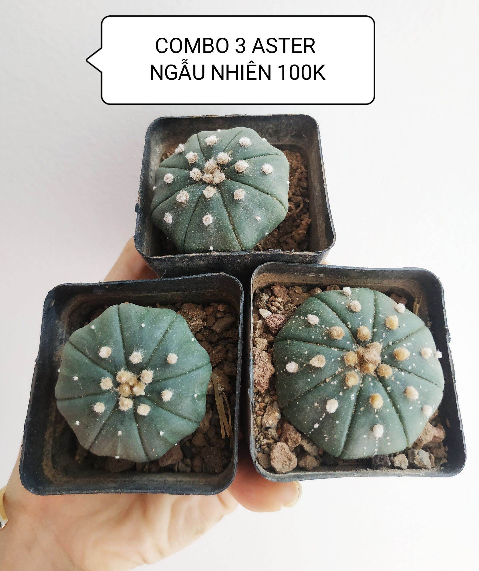 Xương rồng ASTER 3-4cm