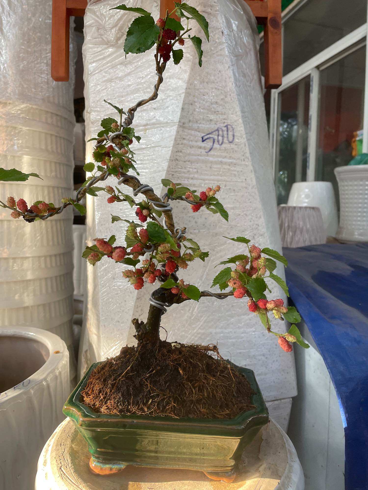 Cây Dâu bonsai đang trái (có chậu)