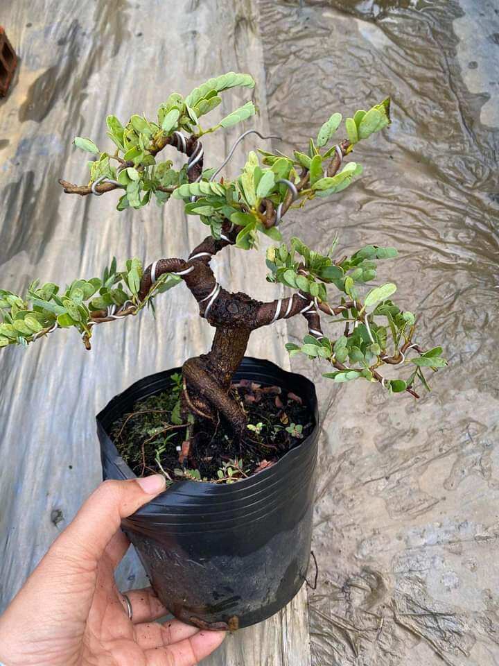 CÂY ME THÁI BONSAI ĐÃ TẠO DÁNG