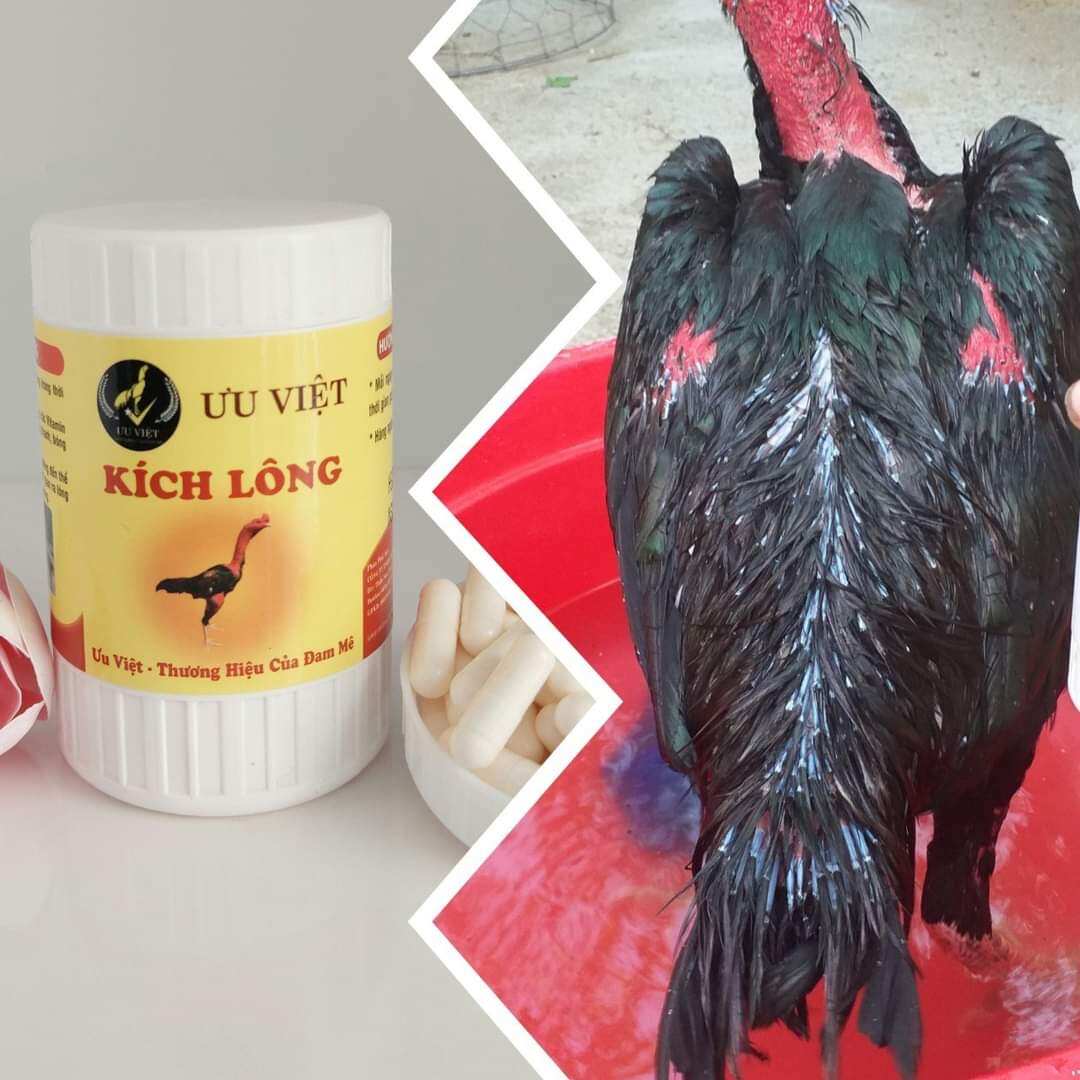 Kích lông gà chọi