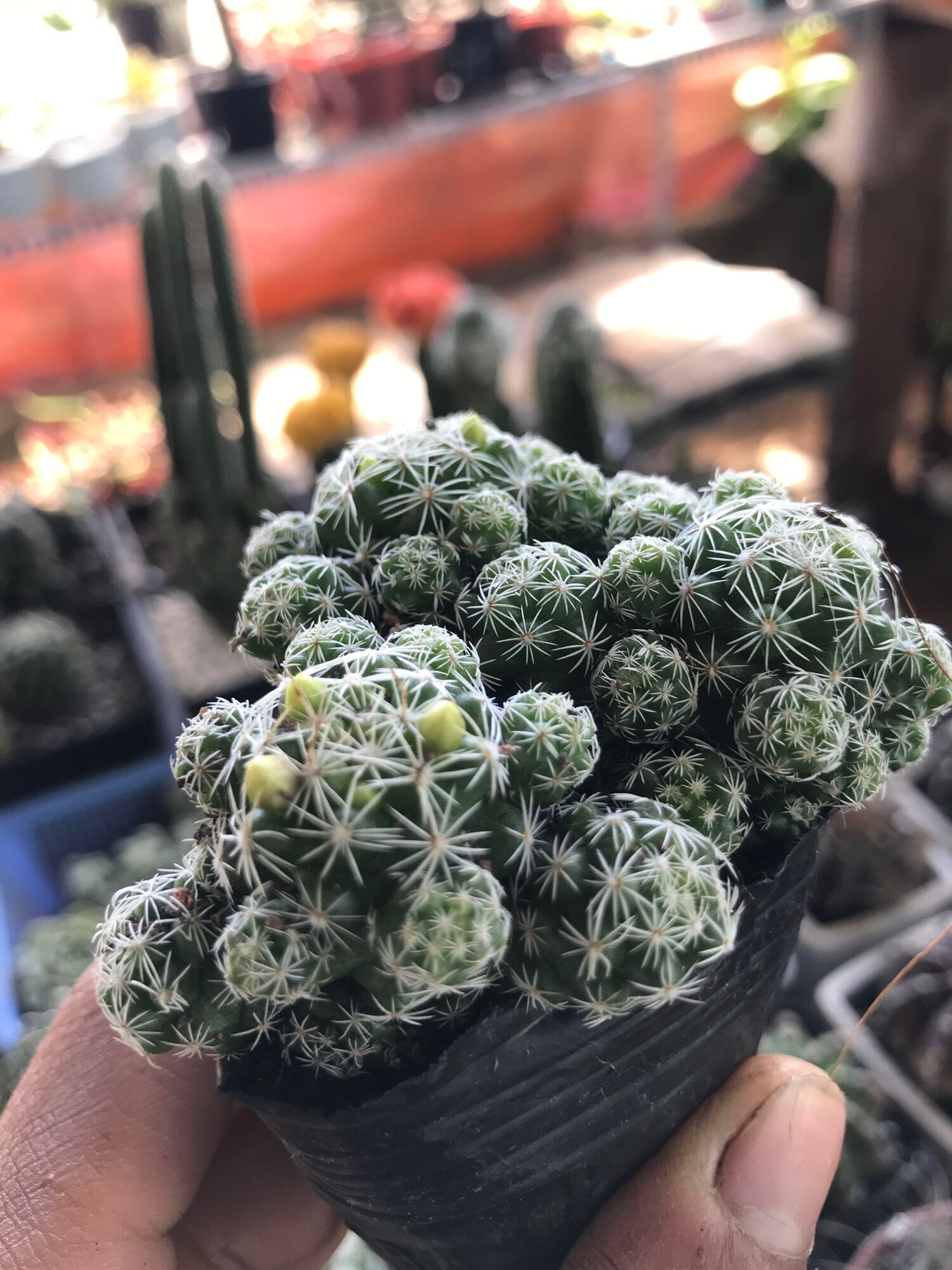 Cây xương rồng  Trứng chim