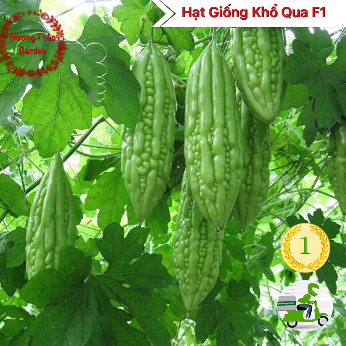 Hạt giống khổ qua f1