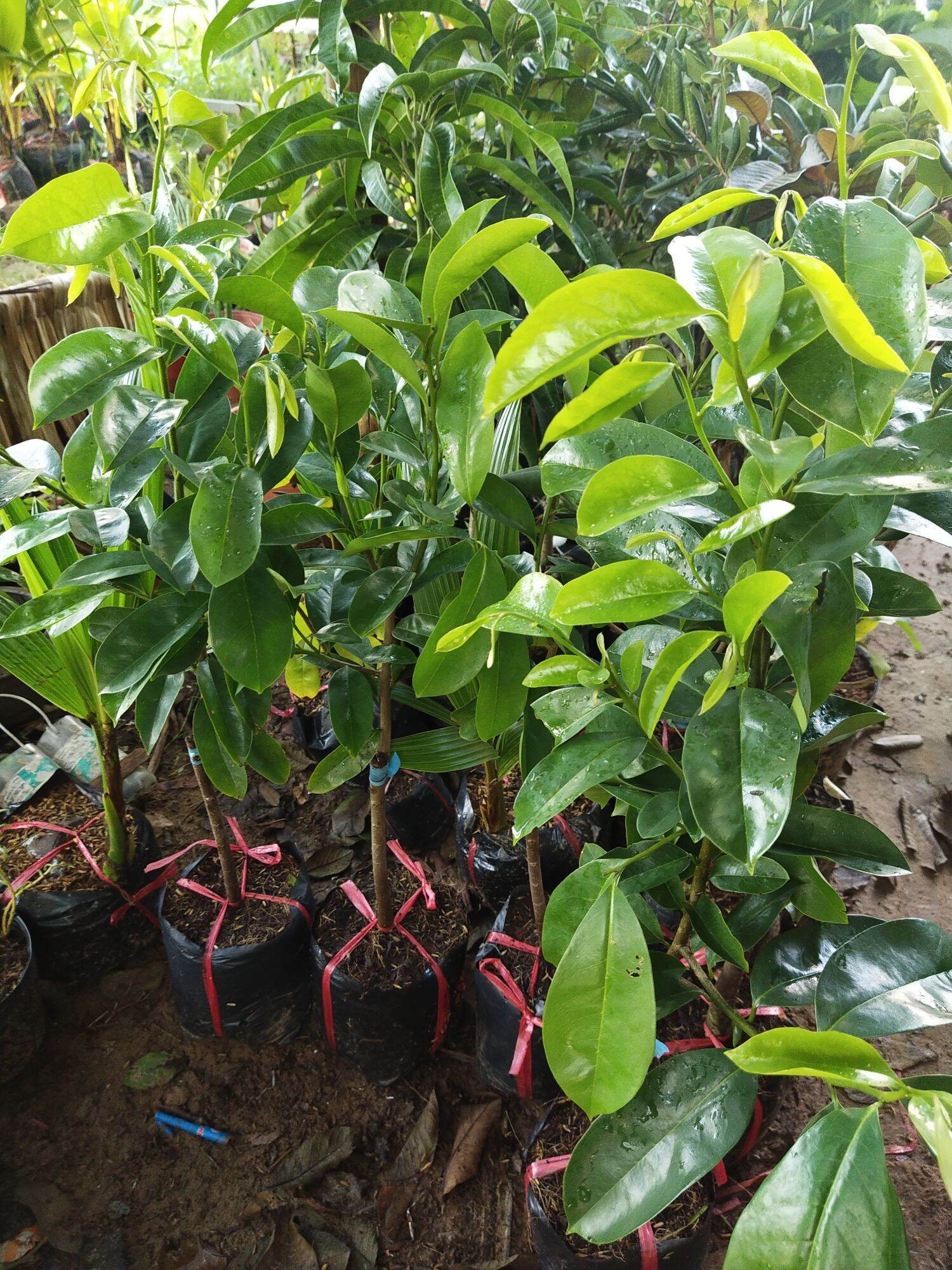 Cây mãng cầu xiêm