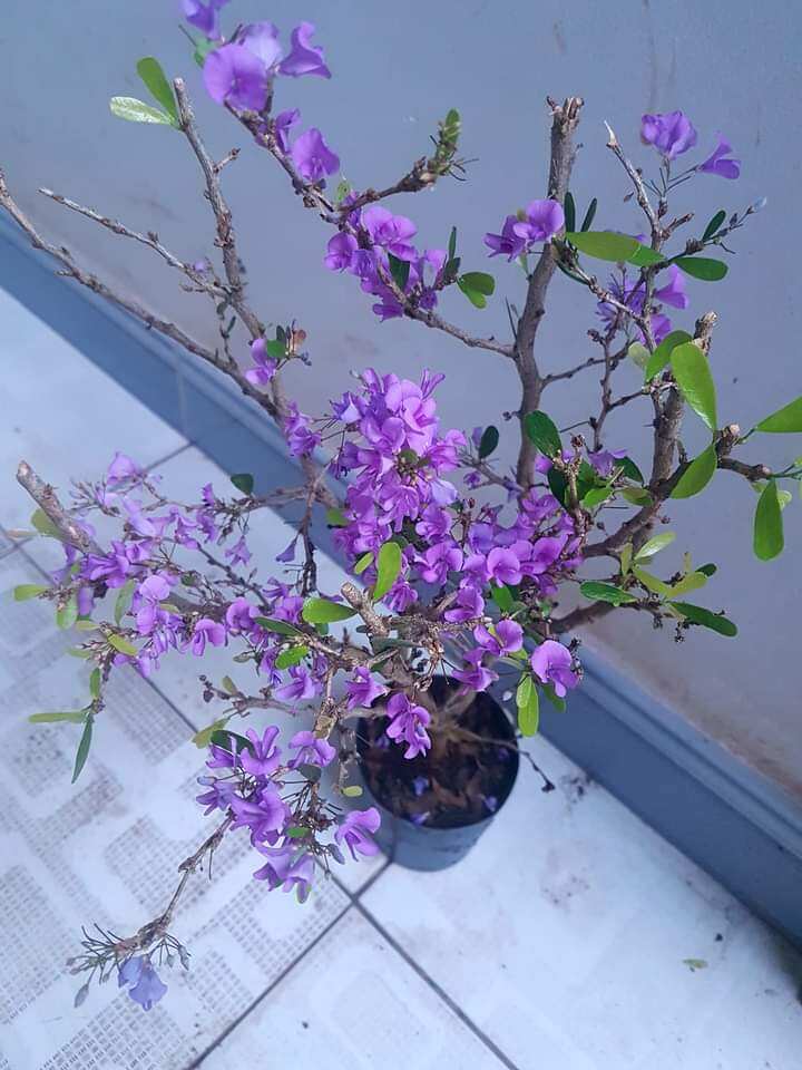 Cây linh sam hoa tím siêu bông, hoa quanh năm, dễ trồng