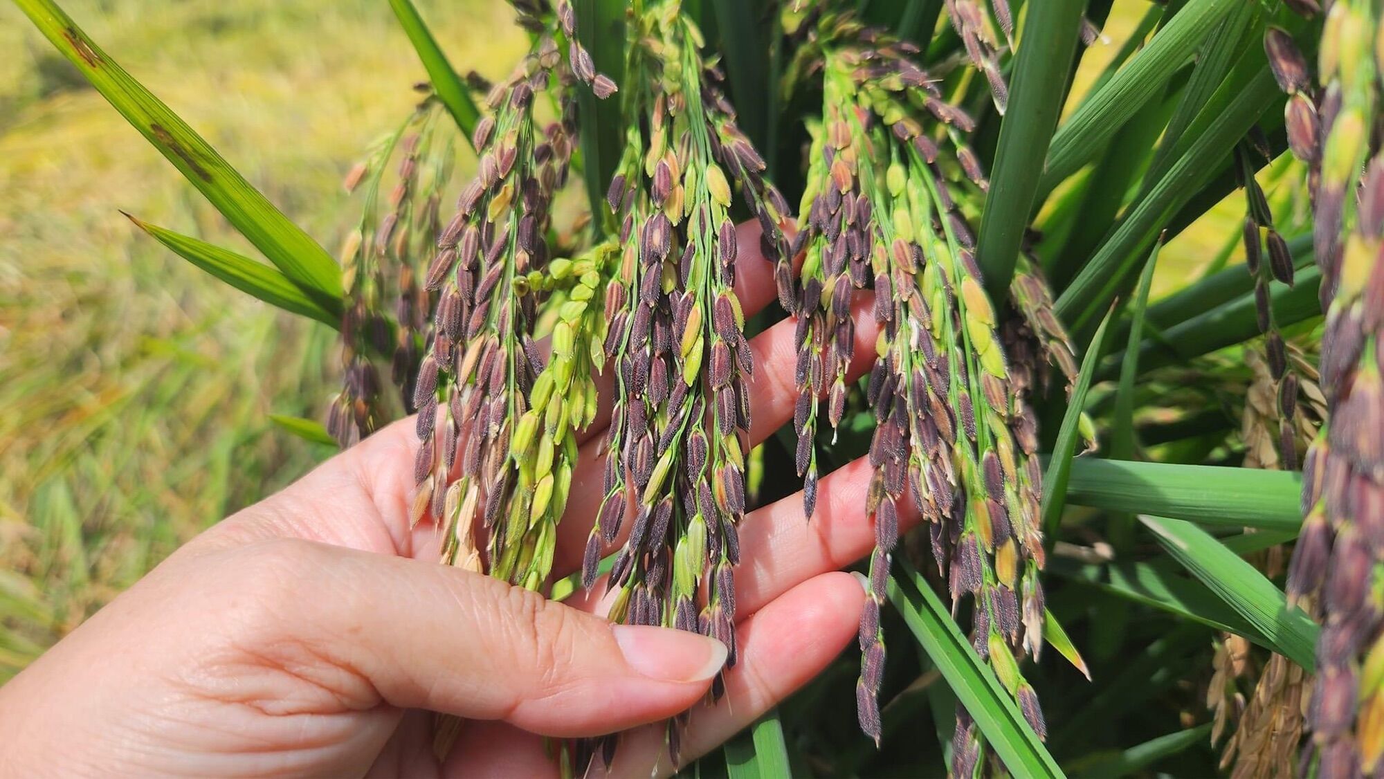 [1,8 - 5KG] GẠO TÍM THAN HOÀNG KIM HỮU CƠ