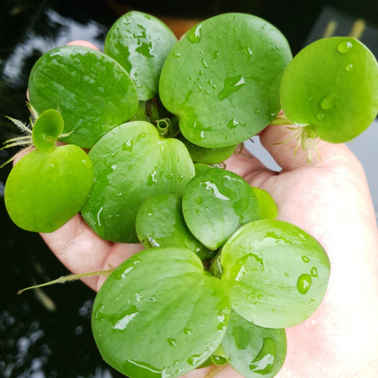 Bèo nhật thủy sinh  (5 cây)