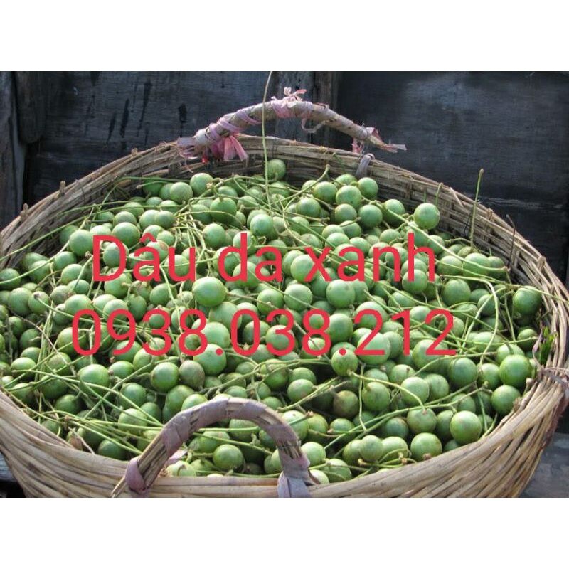 CÂY GIỐNG DÂU DA XANH / CÂY DÂU DA XANH
