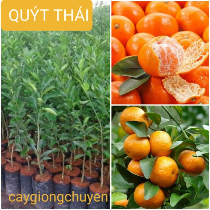 Cây giống quýt thái ghép