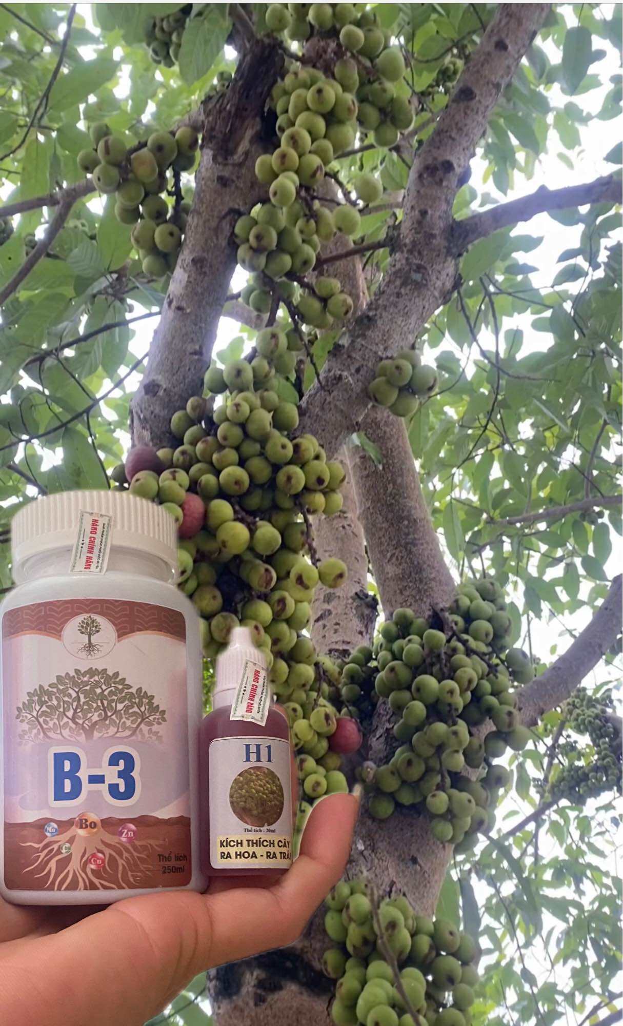 Siêu dưỡng cây combo chế phẩm sinh học H1+B3 kích hoa và trái