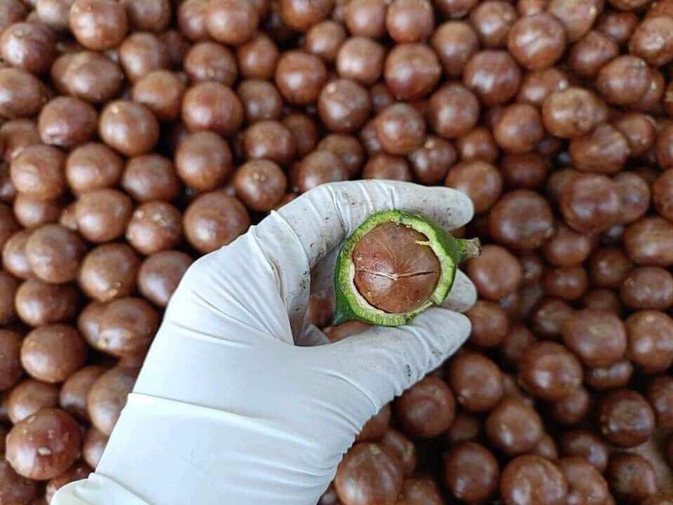 Túi 500g macca Đăk Nông - mắc ca sấy nứt vỏ