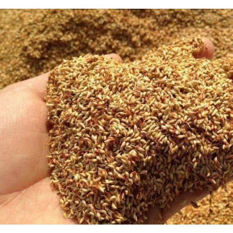 100g hạt mác púp.