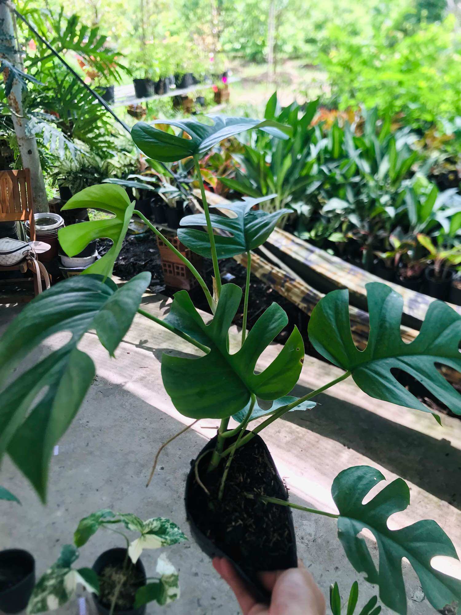 Cây trầu bà leo cột mon mini