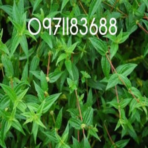 01kg cây bọ mắm tươi