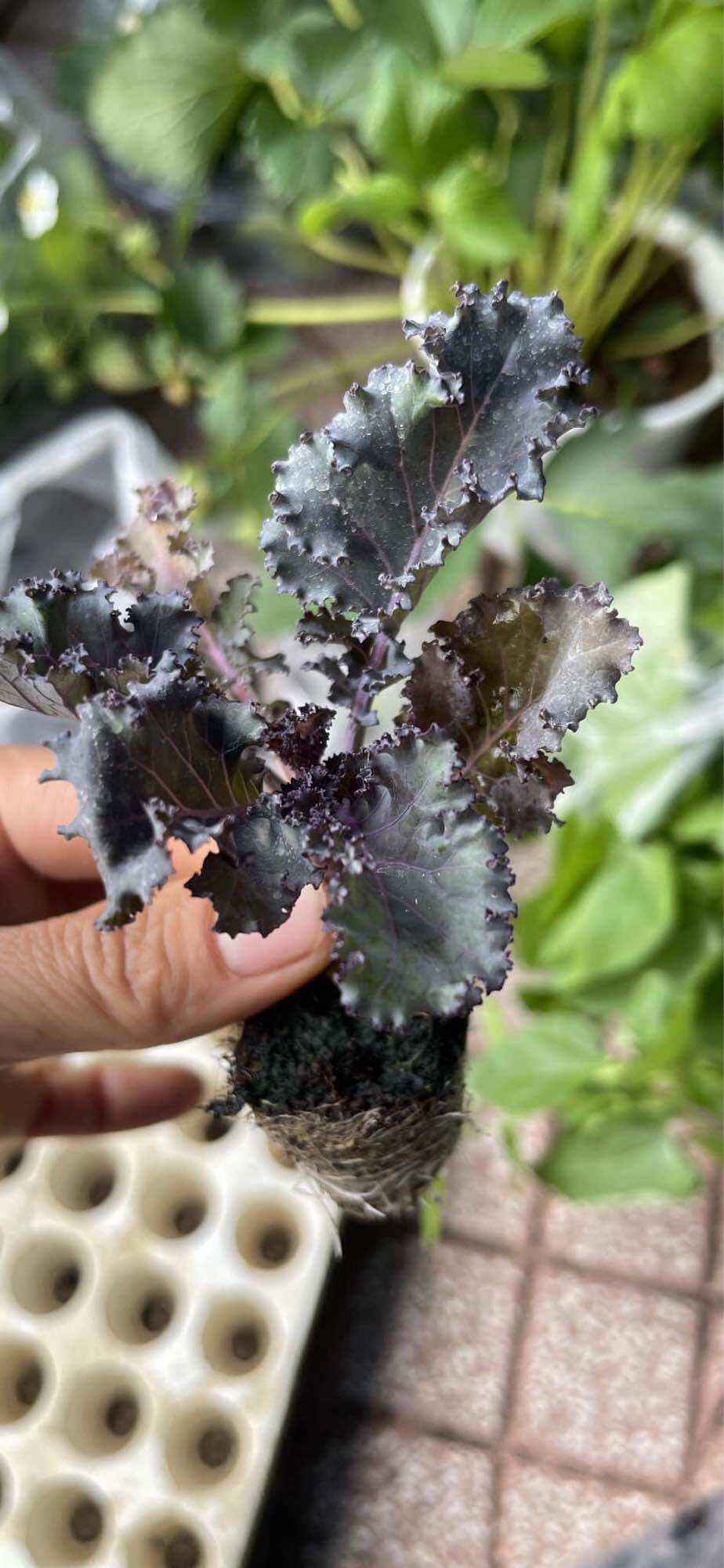 Combo 10 kale Tim size Vỉ
