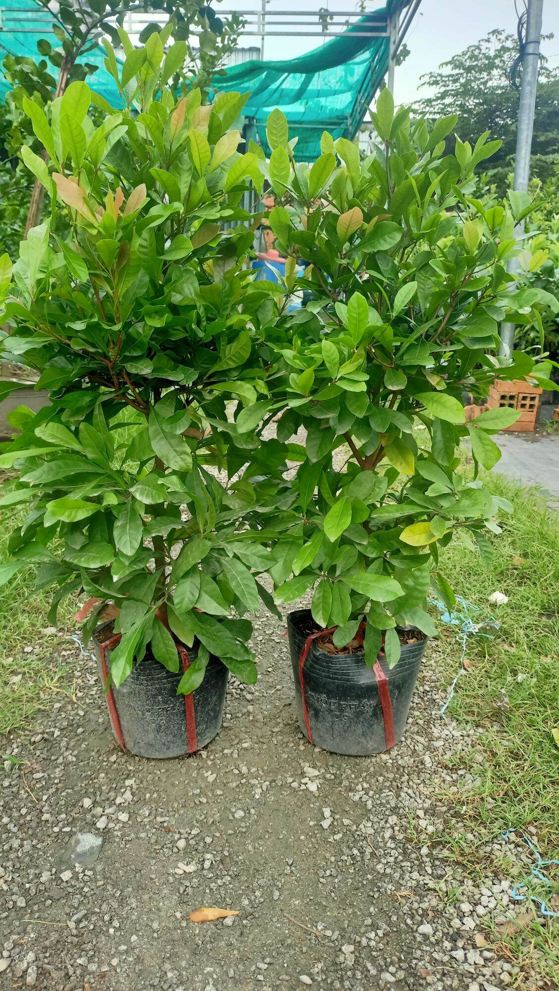 Cây Thần kỳ đang có hoa