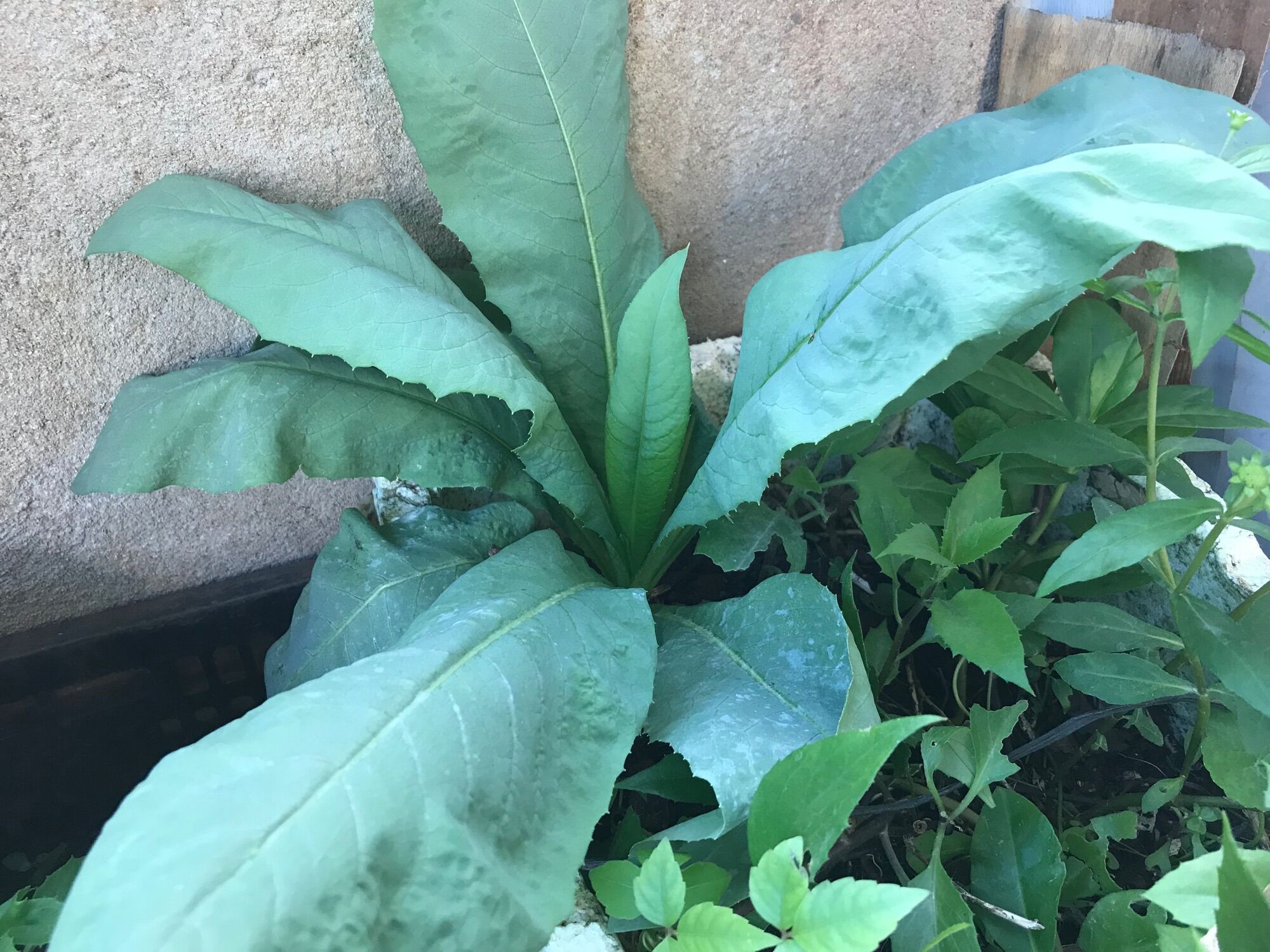 Hạt giống Bồ Công Anh lá to