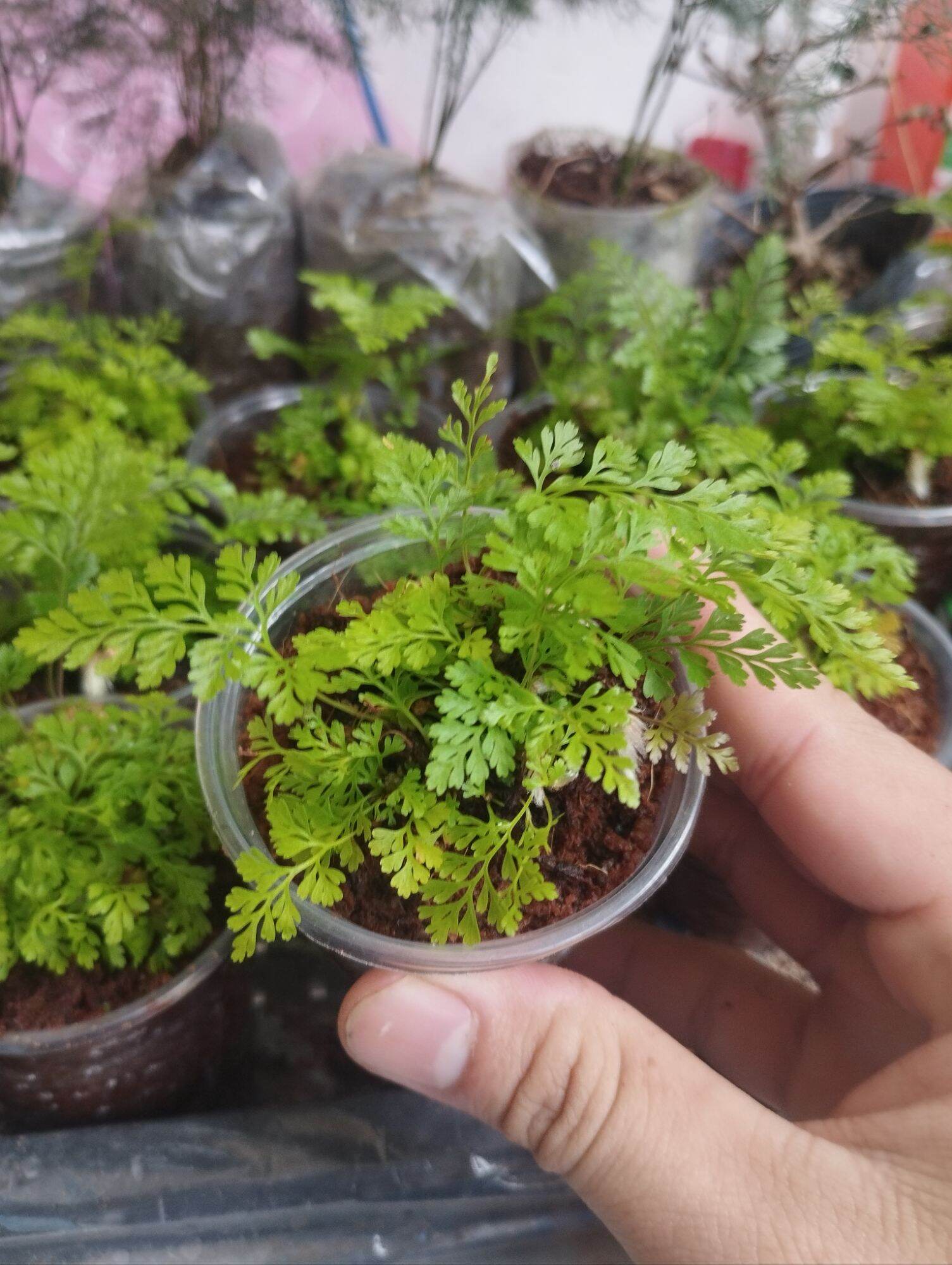 Dương sỉ thỏ mini ( có sỉ)