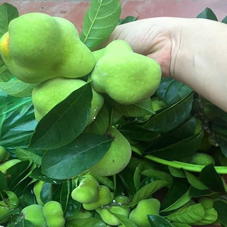 Cây giống chay ruột đỏ(1 bầu 40cm)