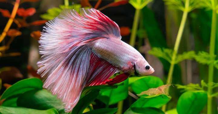Cặp trống mái Halfmoon size sinh sản, giao màu ngẫu nhiên cực đẹp không cần oxi # betta # halfmoon # xiêm # guppy # bảy màu