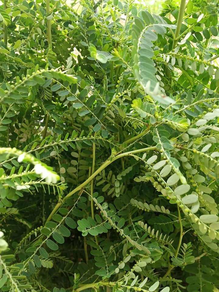 Diệp hạ châu ( cây chó đẻ răng cưa) phơi khô 1kg