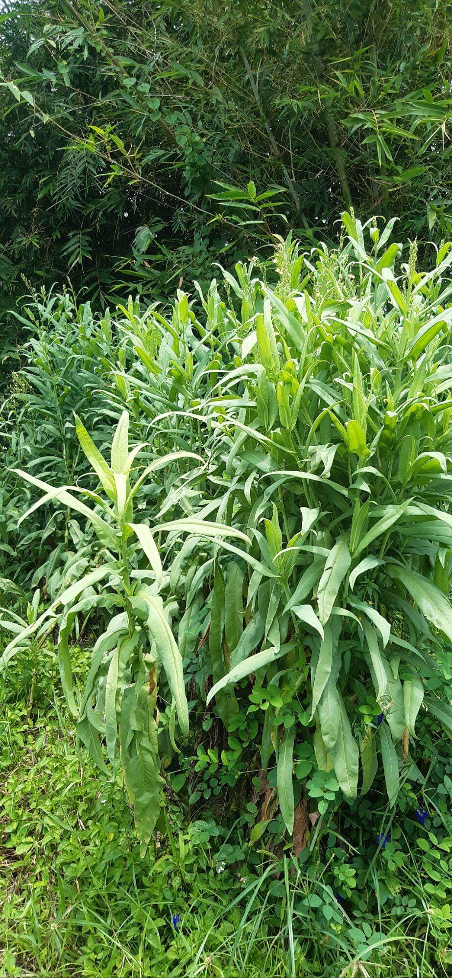 Bầu 2-3 Cây giống bồ công anh VN(bồ công anh cao)