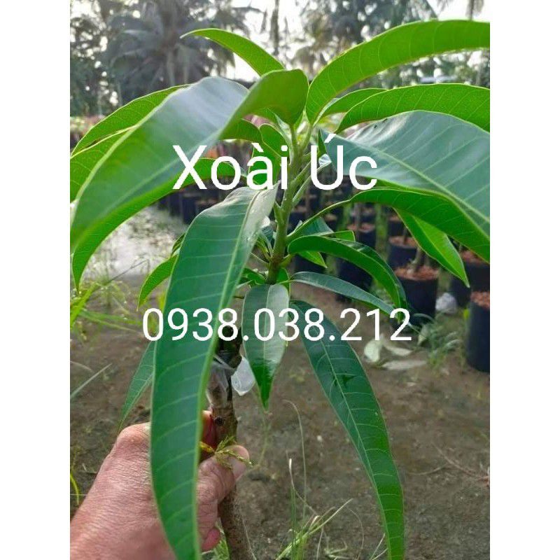 CÂY GIỐNG XOÀI ÚC