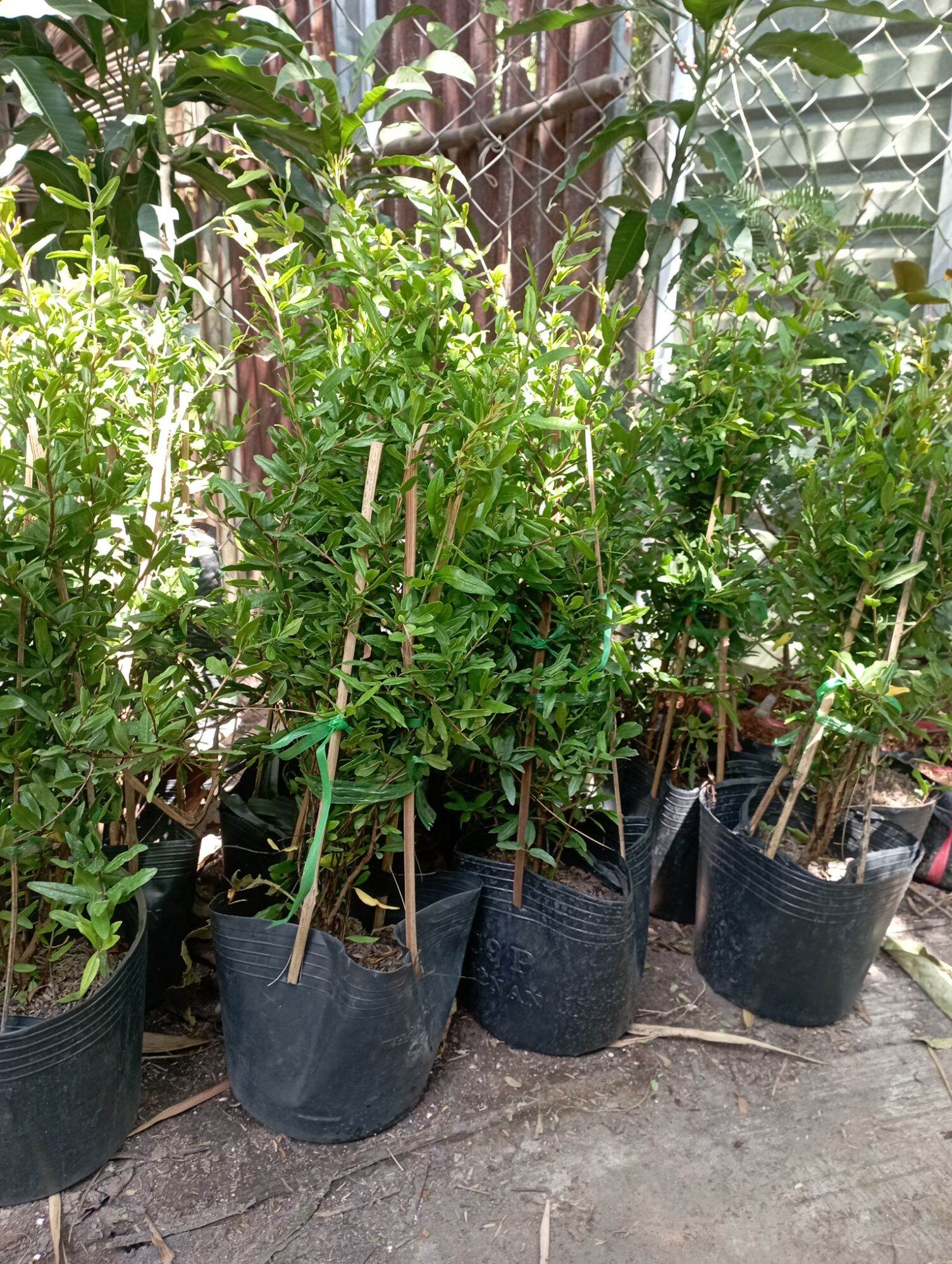 Cây giống Lựu đỏ Ấn Độ