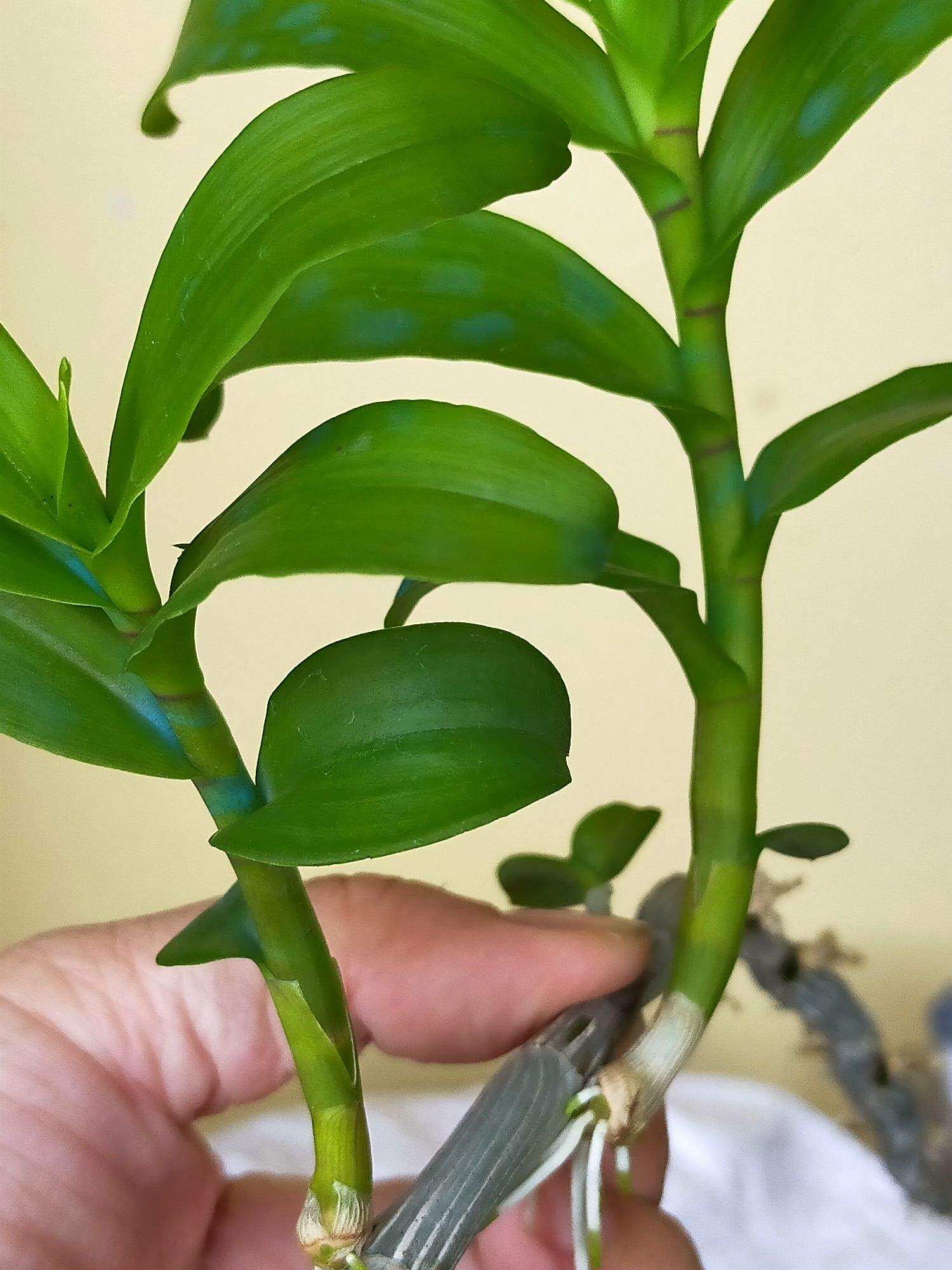 Ki Phi điệp thân thủ lá mít