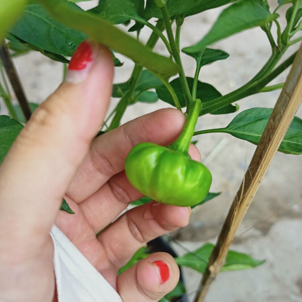 Hạt ớt bí ngô 30 hạt nẩy mầm  90%