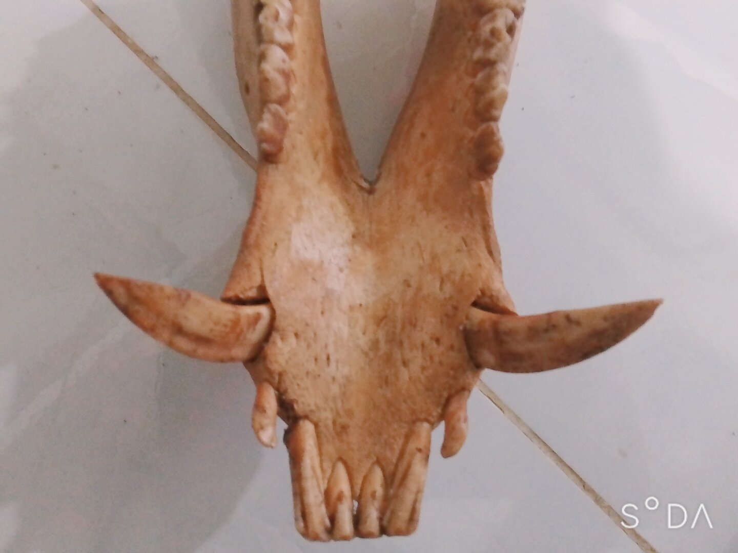 Hàm heo rừng thật nanh già cong xinh đẹp giá 1 hàm 600k