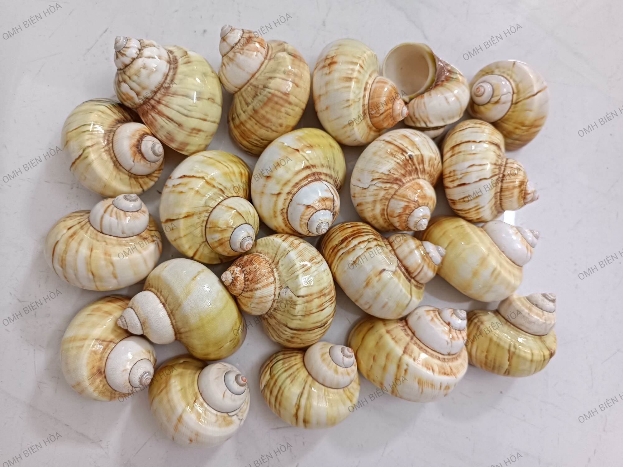 Vỏ ốc biển cừ vàng bóng.OMH Biên Hòa