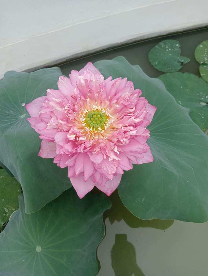 củ sen hồng cánh kép