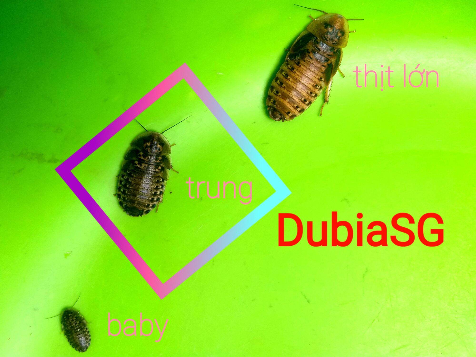 (1kg) gián Dubia size trung 1,7 đến 2,5cm. Quý khách nhớ thu thập Freeship Max để được giảm ship.
