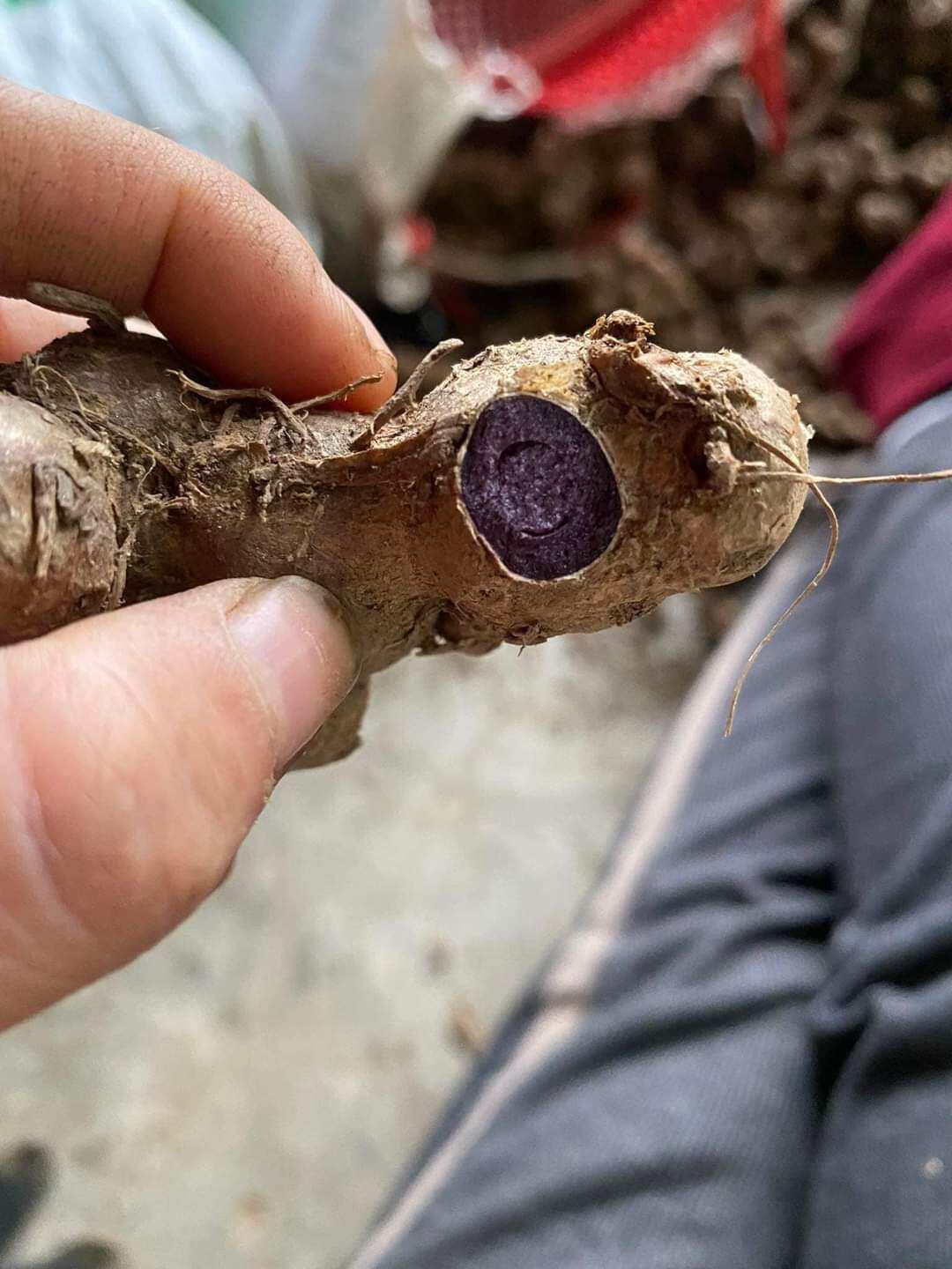 1kg GỪNG ĐEN( ĐÀO NÚI)