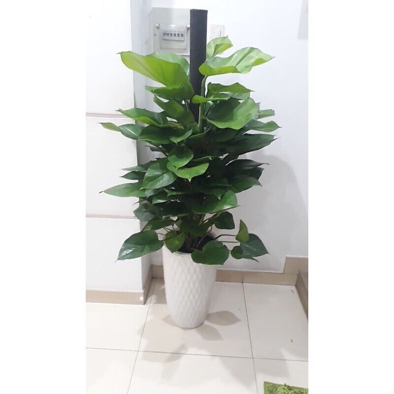 Cây trầu bà leo